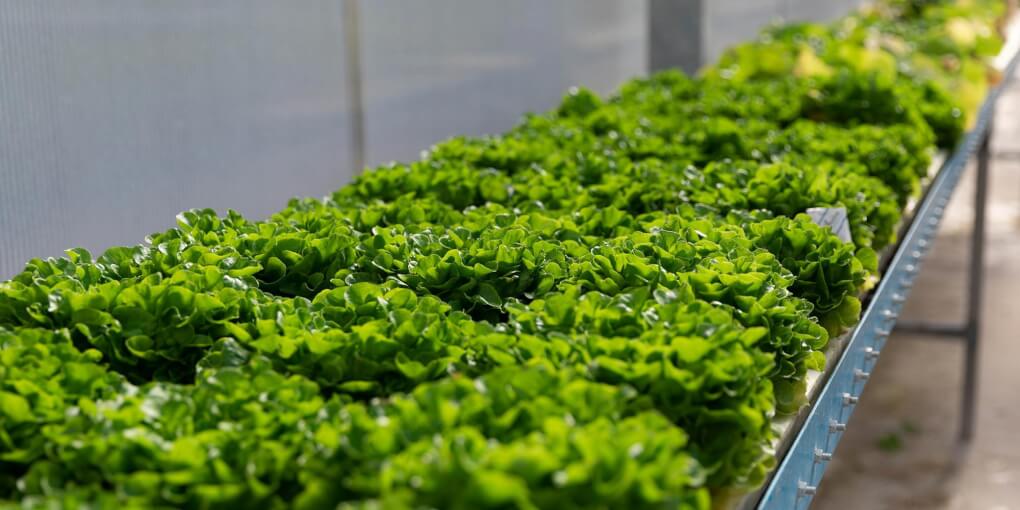Close up of lettuce growing in a greenhouse